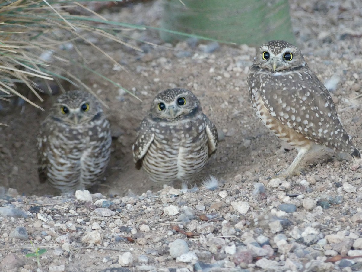 Burrowing Owl - ML642982122