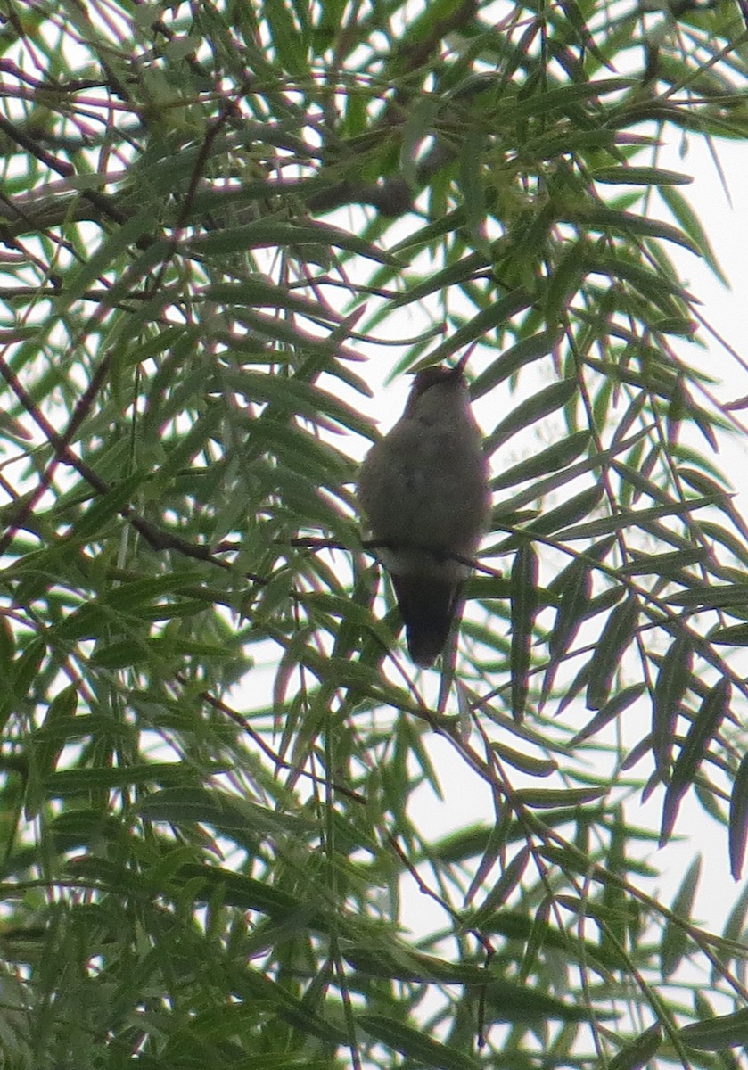 Ruby-throated Hummingbird - ML642982125