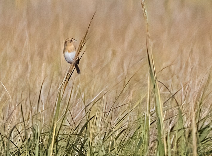 Nelson's Sparrow - ML642982132