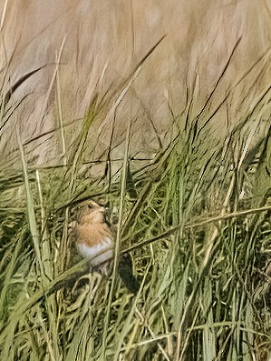 Nelson's Sparrow - ML642982135