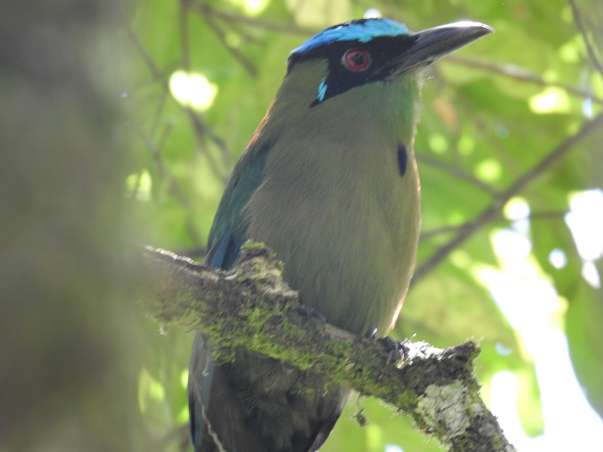Andean Motmot - ML642982137