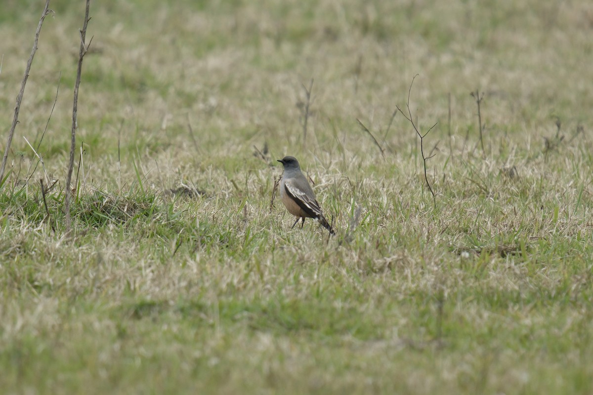 Chocolate-vented Tyrant - ML642982138
