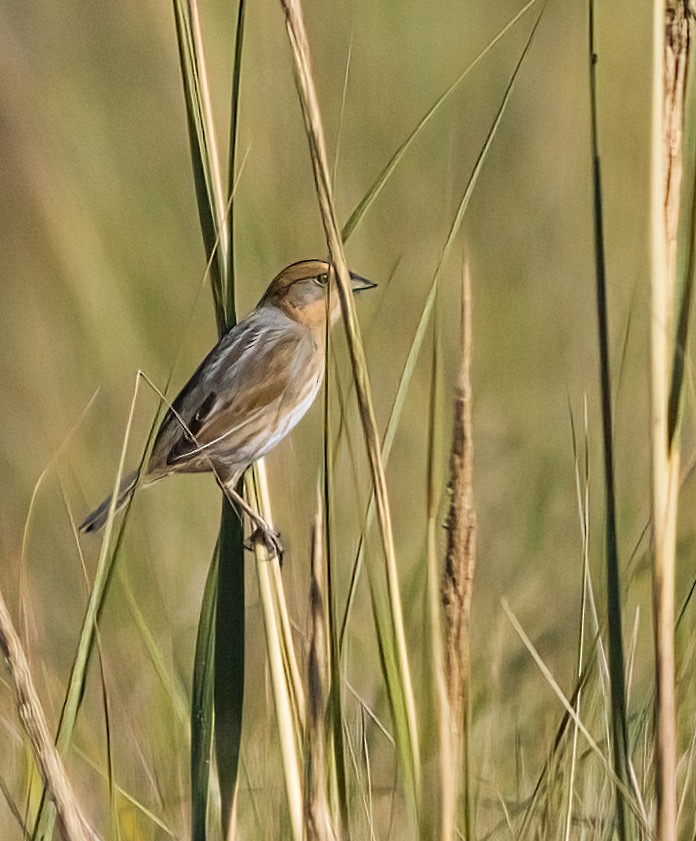Nelson's Sparrow - ML642982139