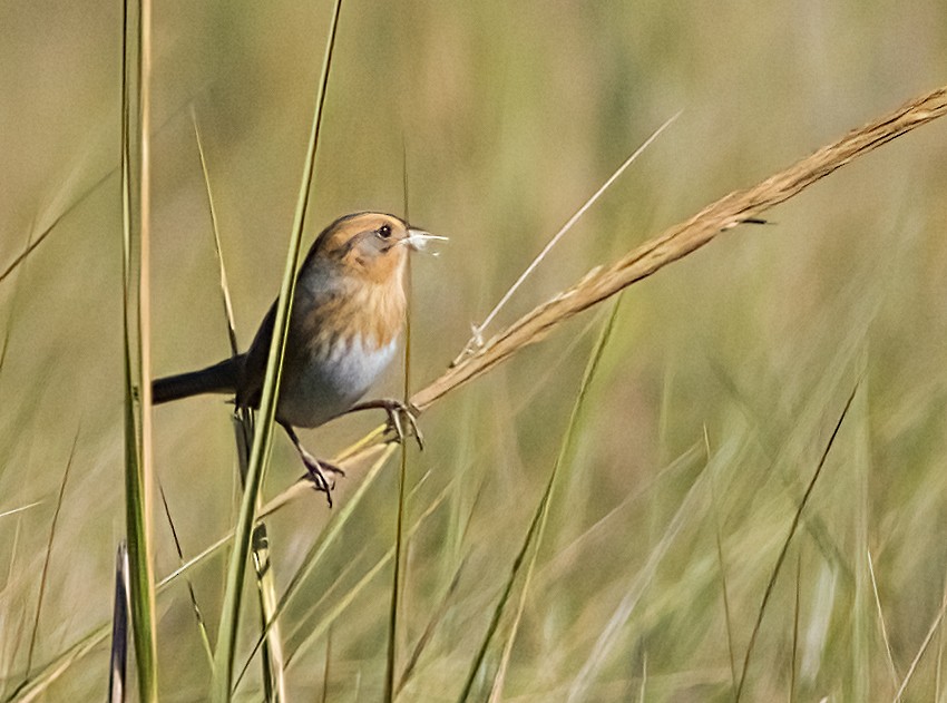 Nelson's Sparrow - ML642982143