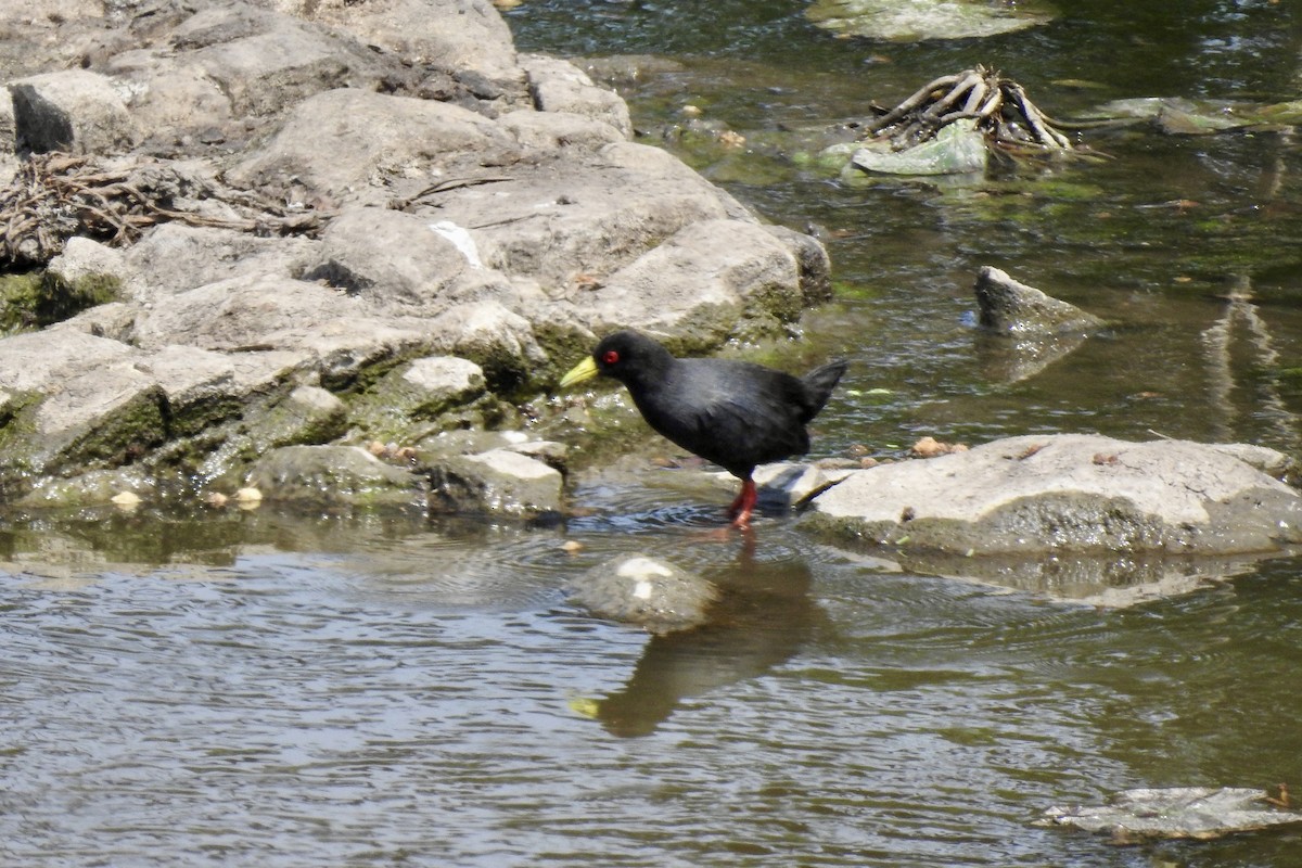 Black Crake - ML642982145