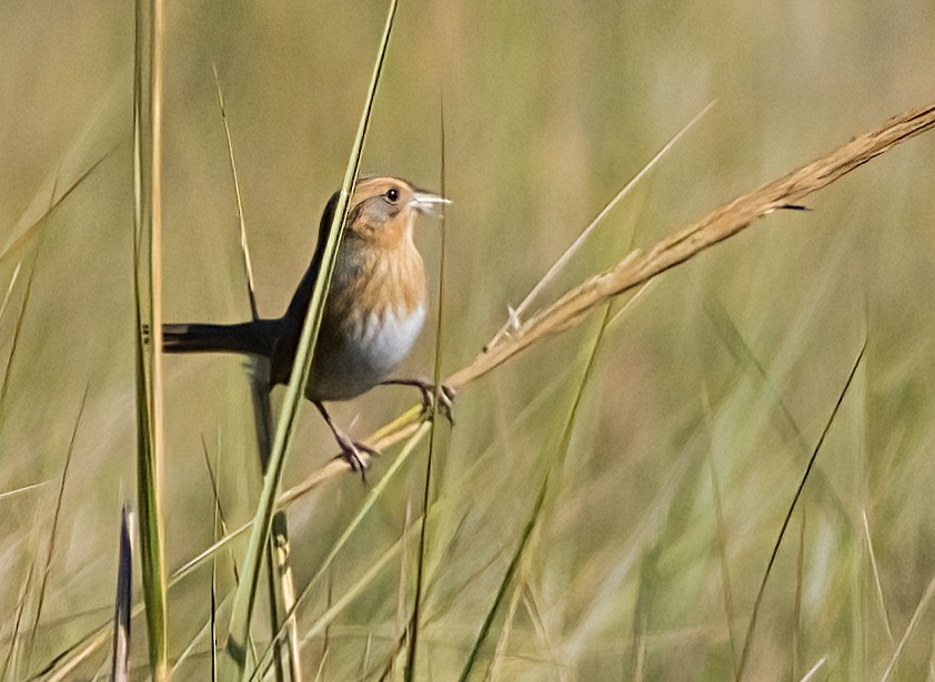 Nelson's Sparrow - ML642982146