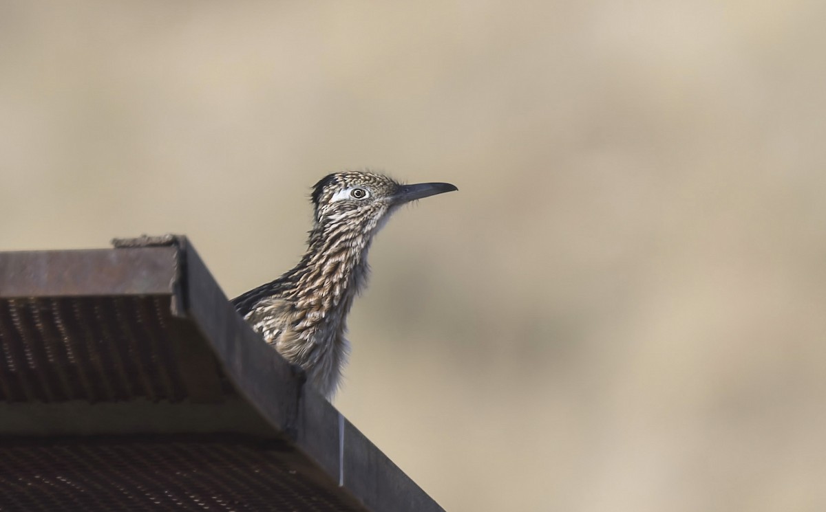 Greater Roadrunner - ML642982148