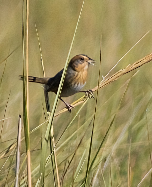 Nelson's Sparrow - ML642982151