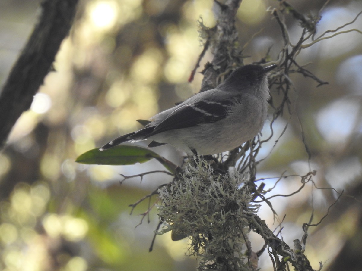 Torrent Tyrannulet - ML642982152