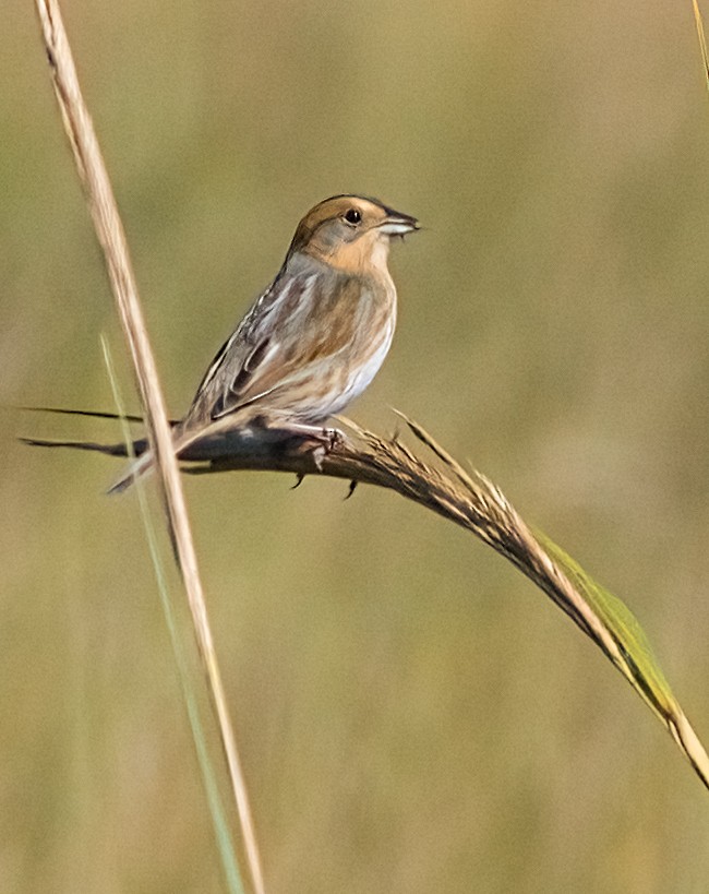 Nelson's Sparrow - ML642982155