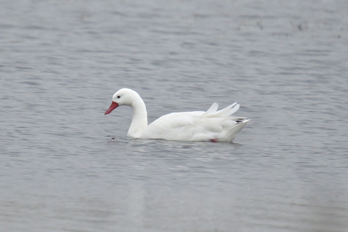 Coscoroba Swan - ML642982156