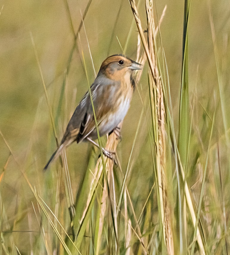 Nelson's Sparrow - ML642982158