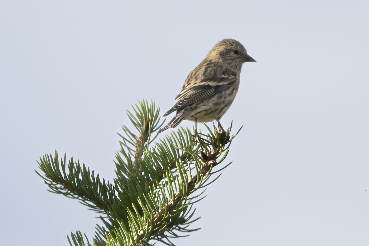 Pine Siskin - ML642982159