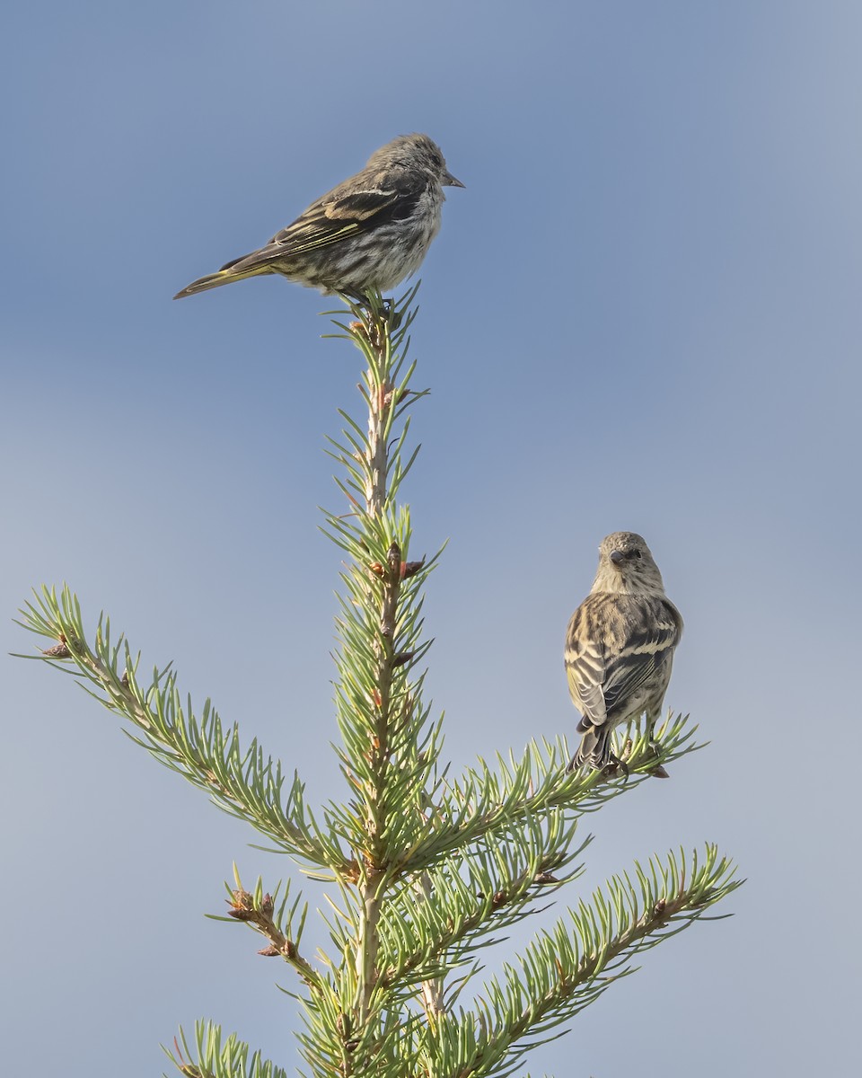 Pine Siskin - ML642982160