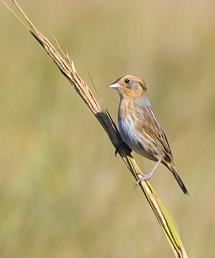 Nelson's Sparrow - ML642982163