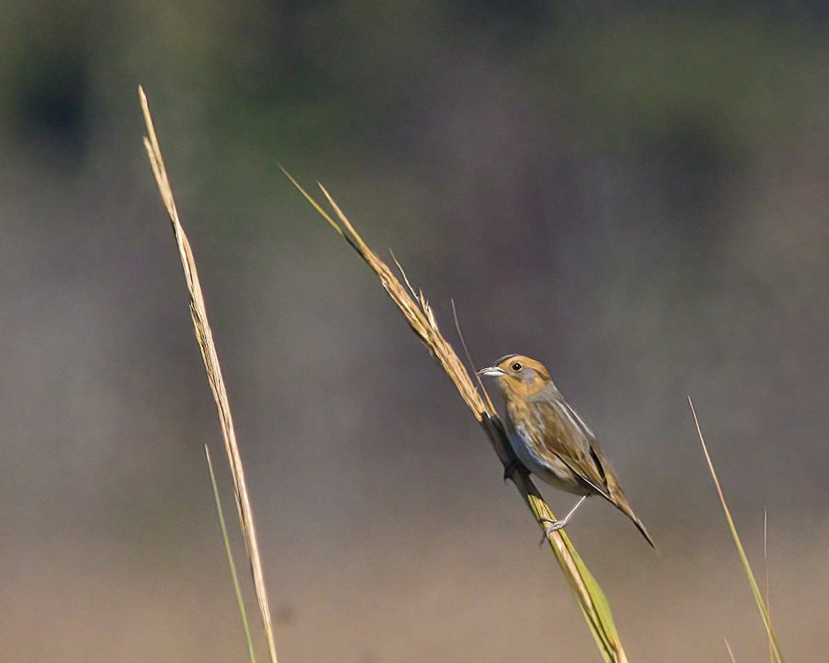Nelson's Sparrow - ML642982173