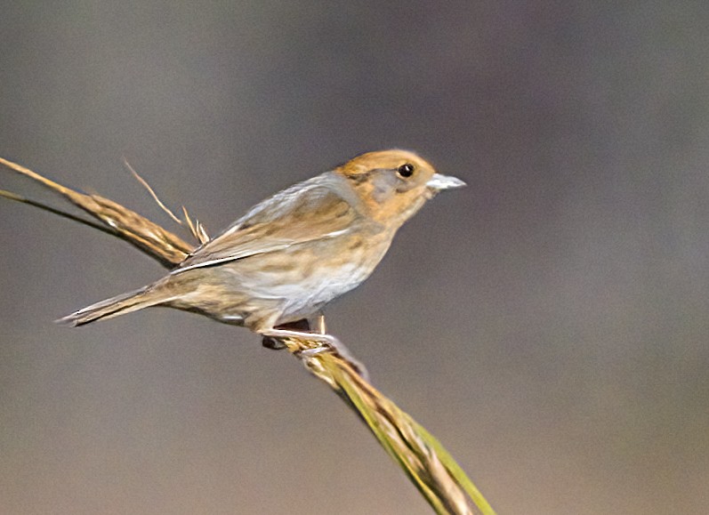 Nelson's Sparrow - ML642982177