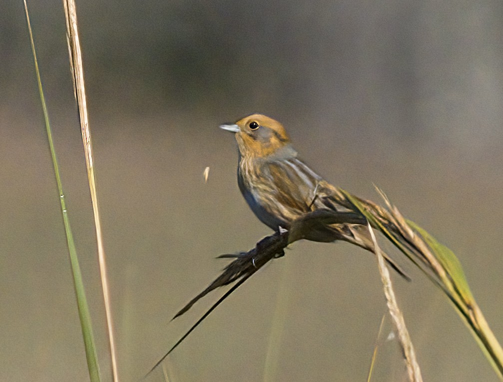 Nelson's Sparrow - ML642982183