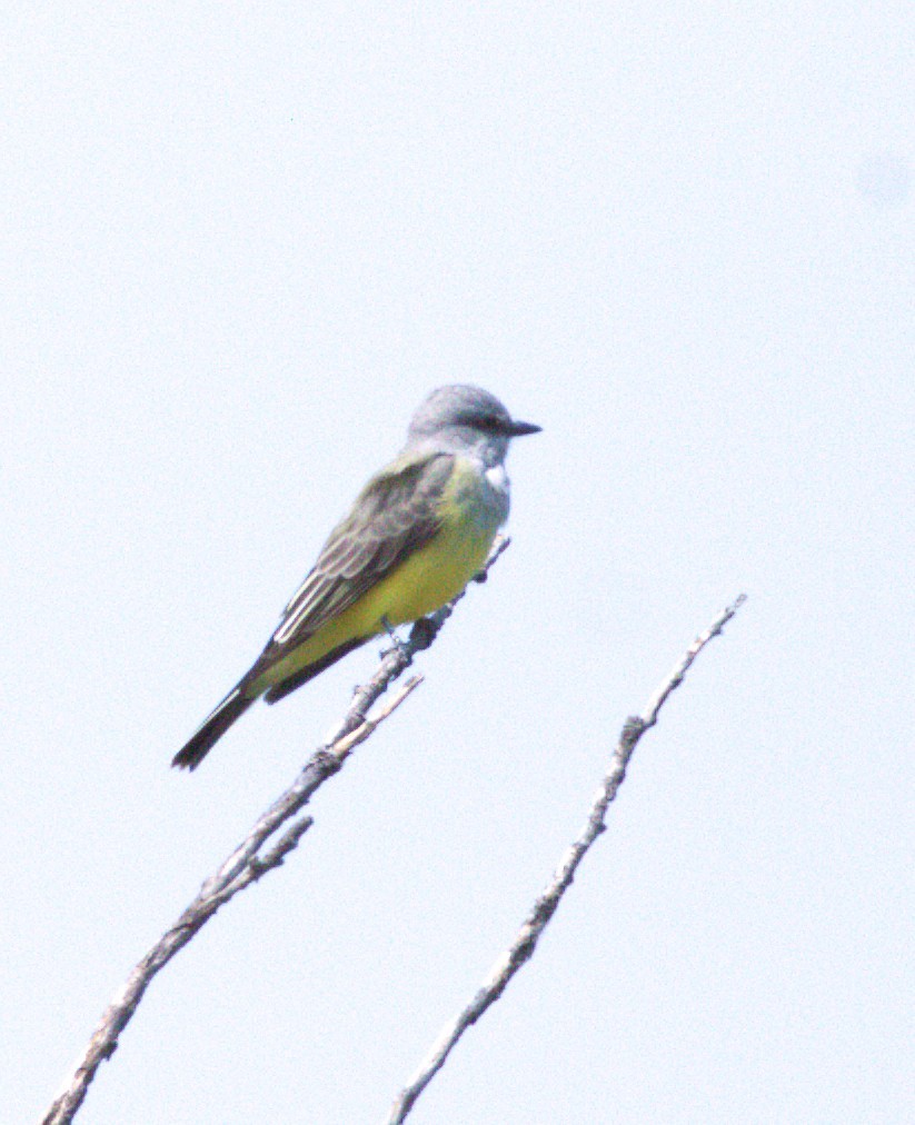 Western Kingbird - ML642982185
