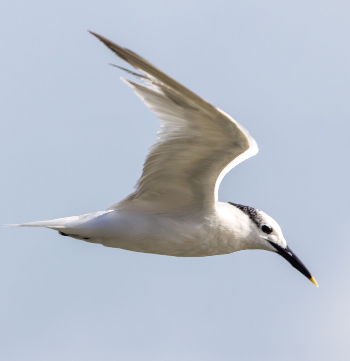 Sandwich Tern - ML642982187