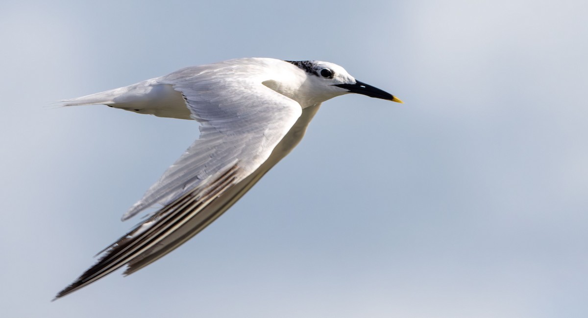 Sandwich Tern - ML642982188