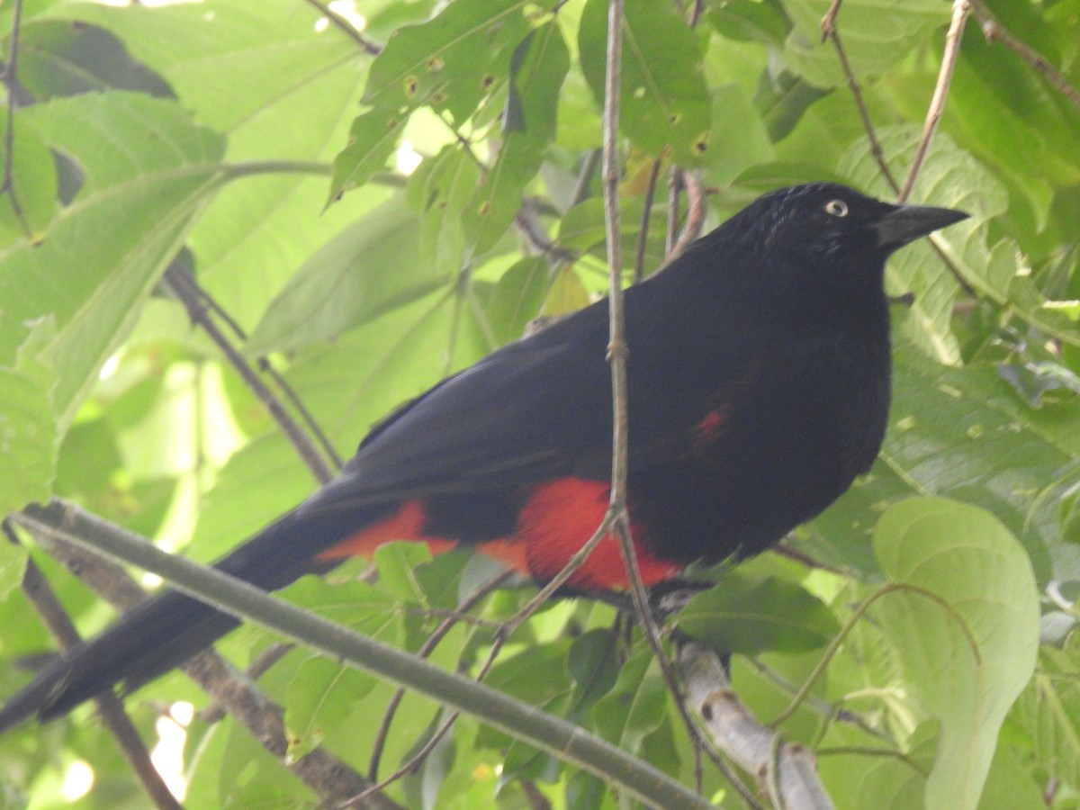 Red-bellied Grackle - ML642982194