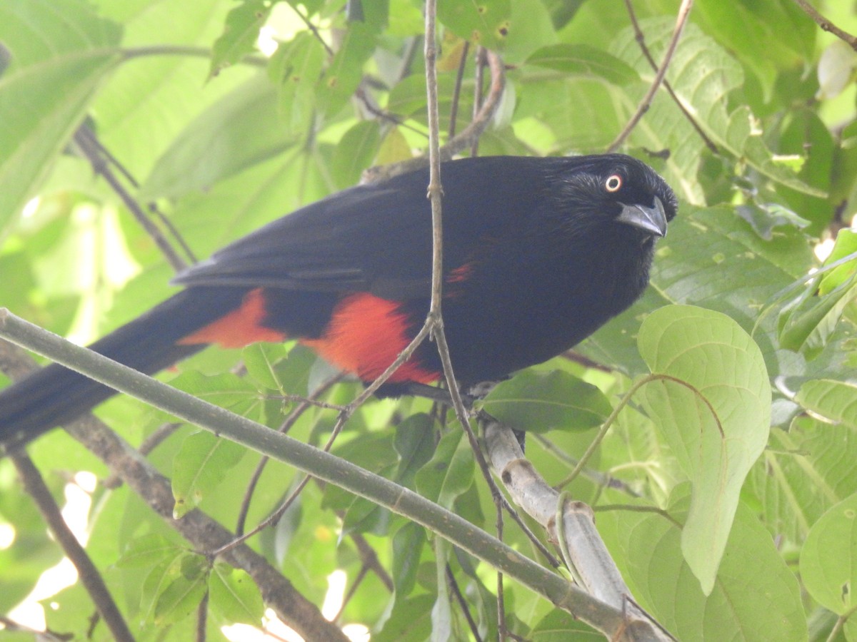 Red-bellied Grackle - ML642982195