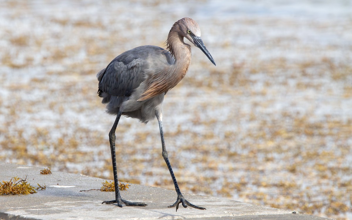 Reddish Egret - ML642982207
