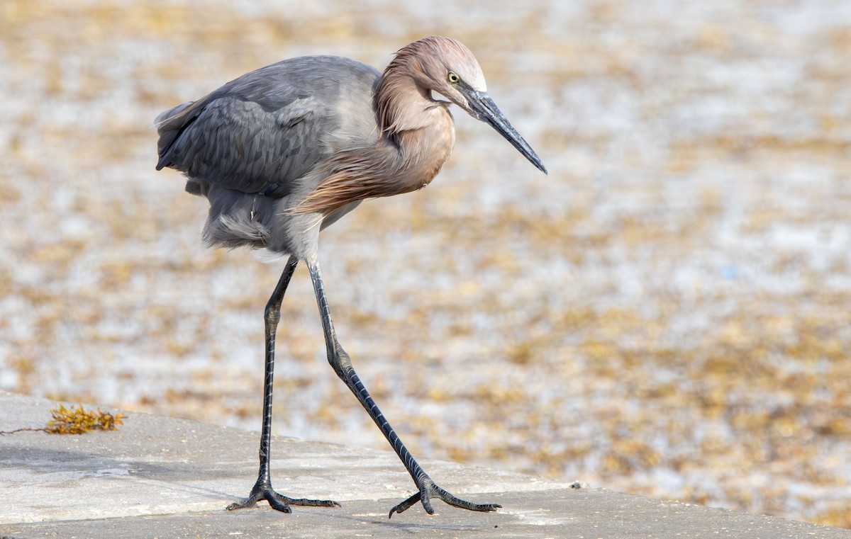 Reddish Egret - ML642982208