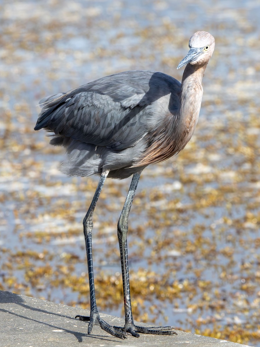 Reddish Egret - ML642982209