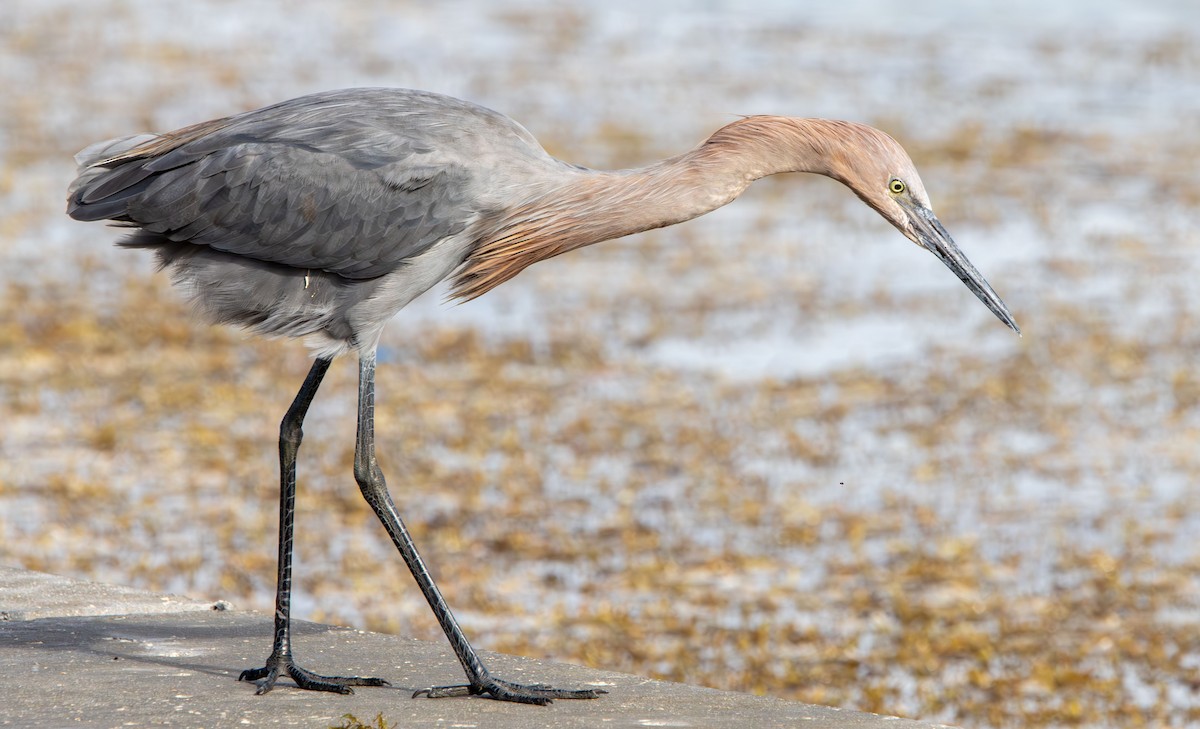 Reddish Egret - ML642982210