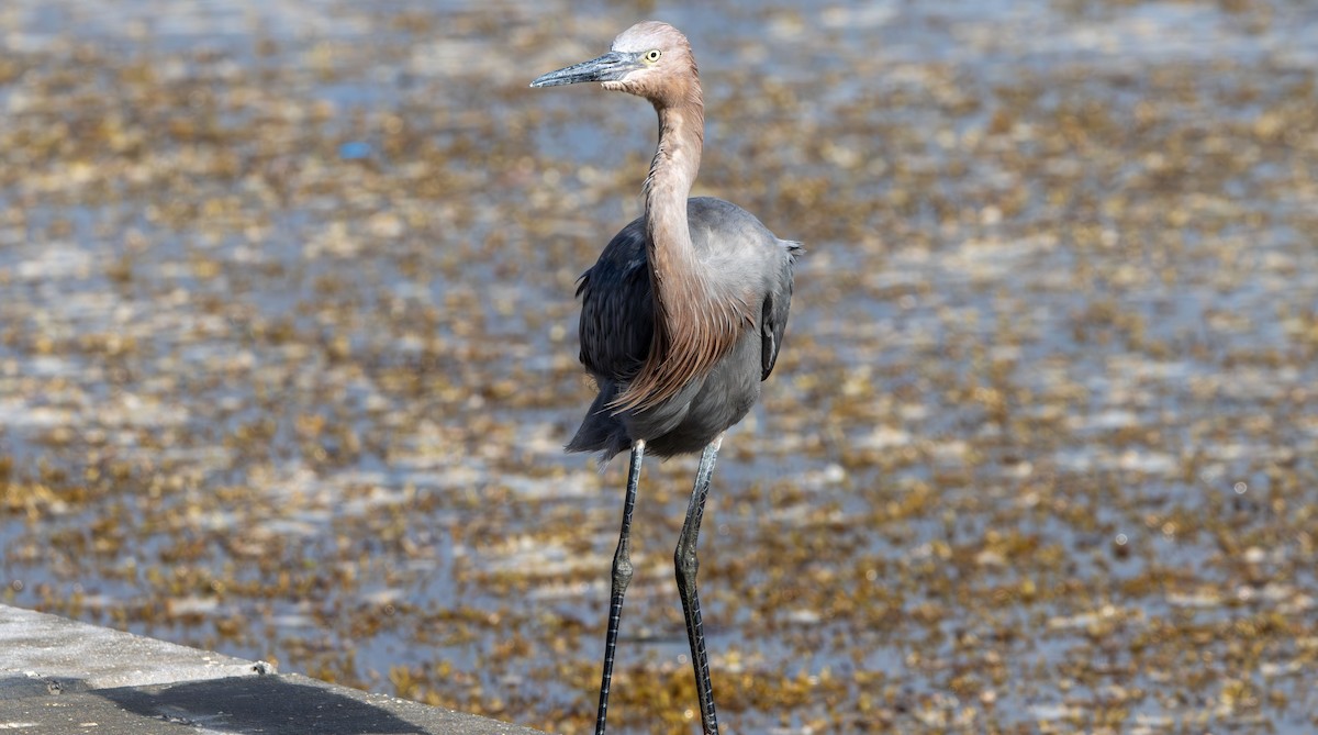 Reddish Egret - ML642982211