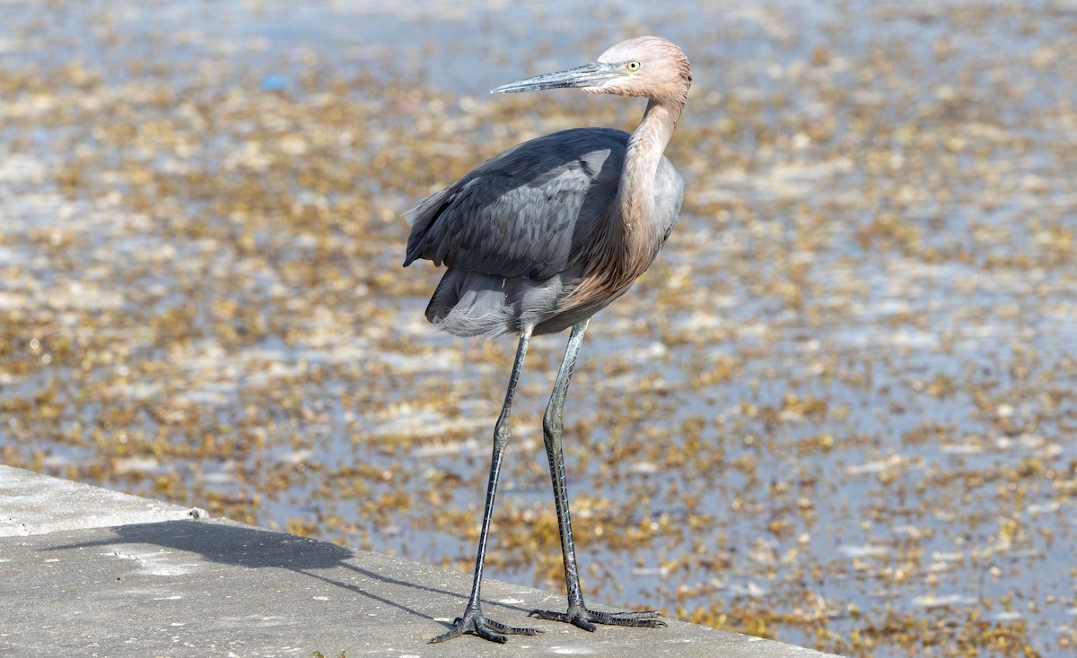 Reddish Egret - ML642982212