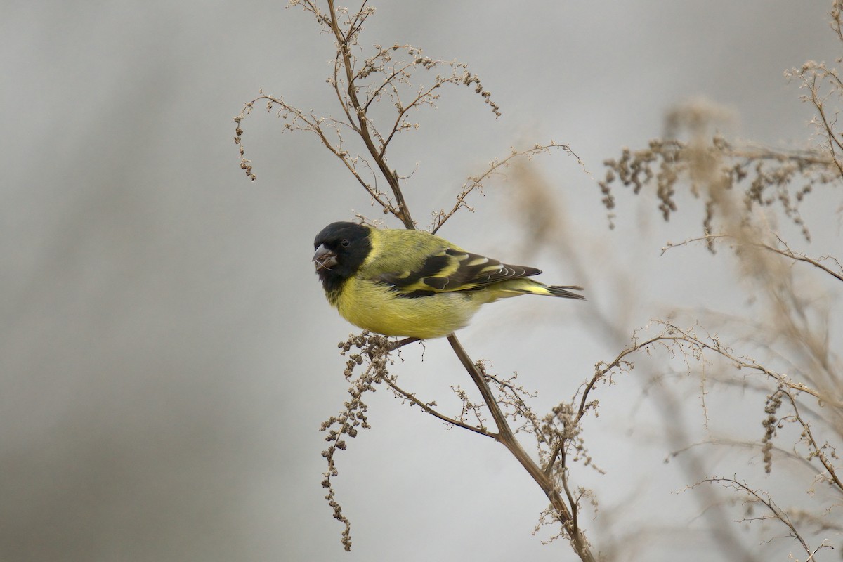 Hooded Siskin - ML642982224