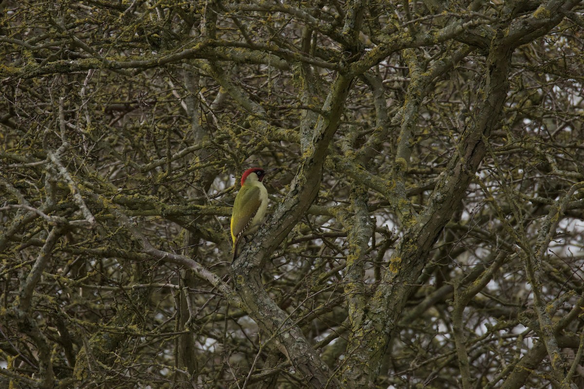 Eurasian Green Woodpecker - ML642982242