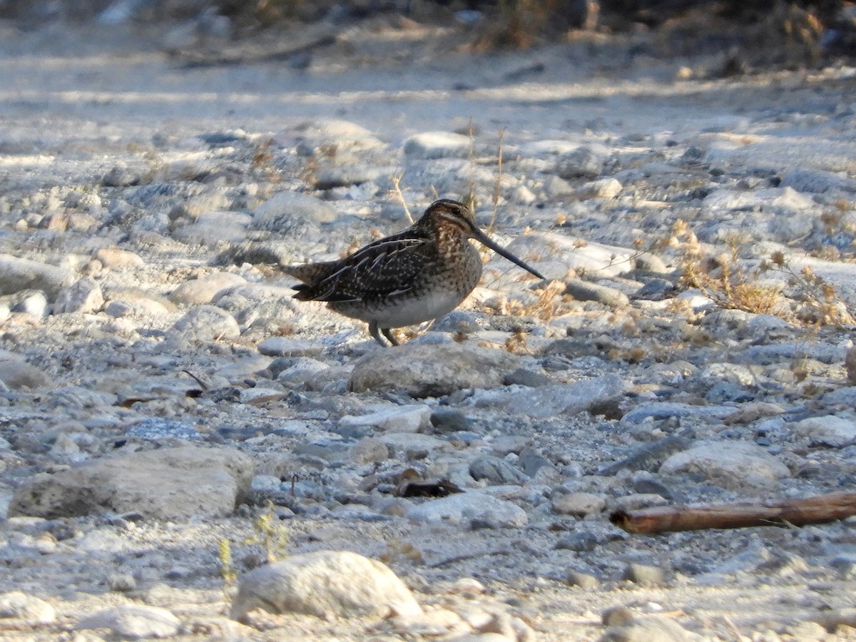 Wilson's Snipe - ML642982251