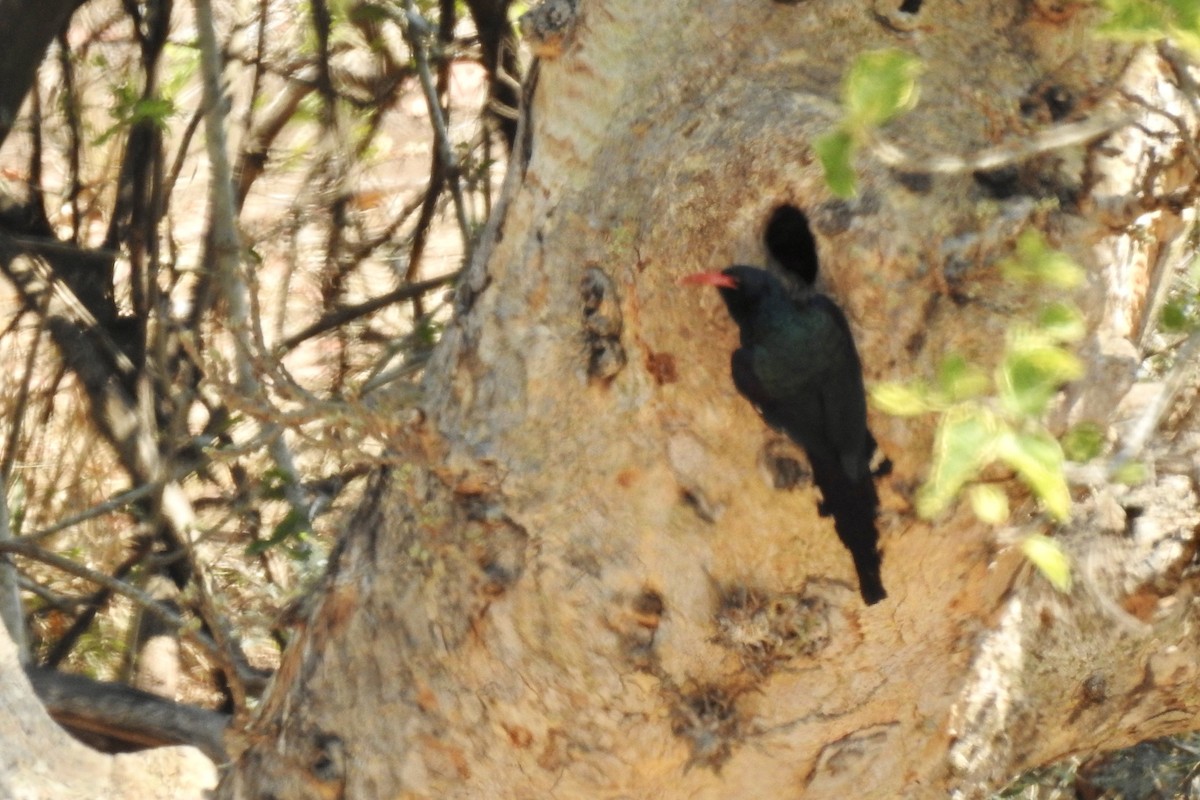 Green Woodhoopoe - ML642982264