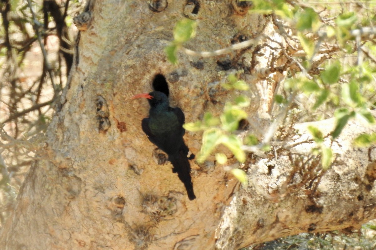 Green Woodhoopoe - ML642982265