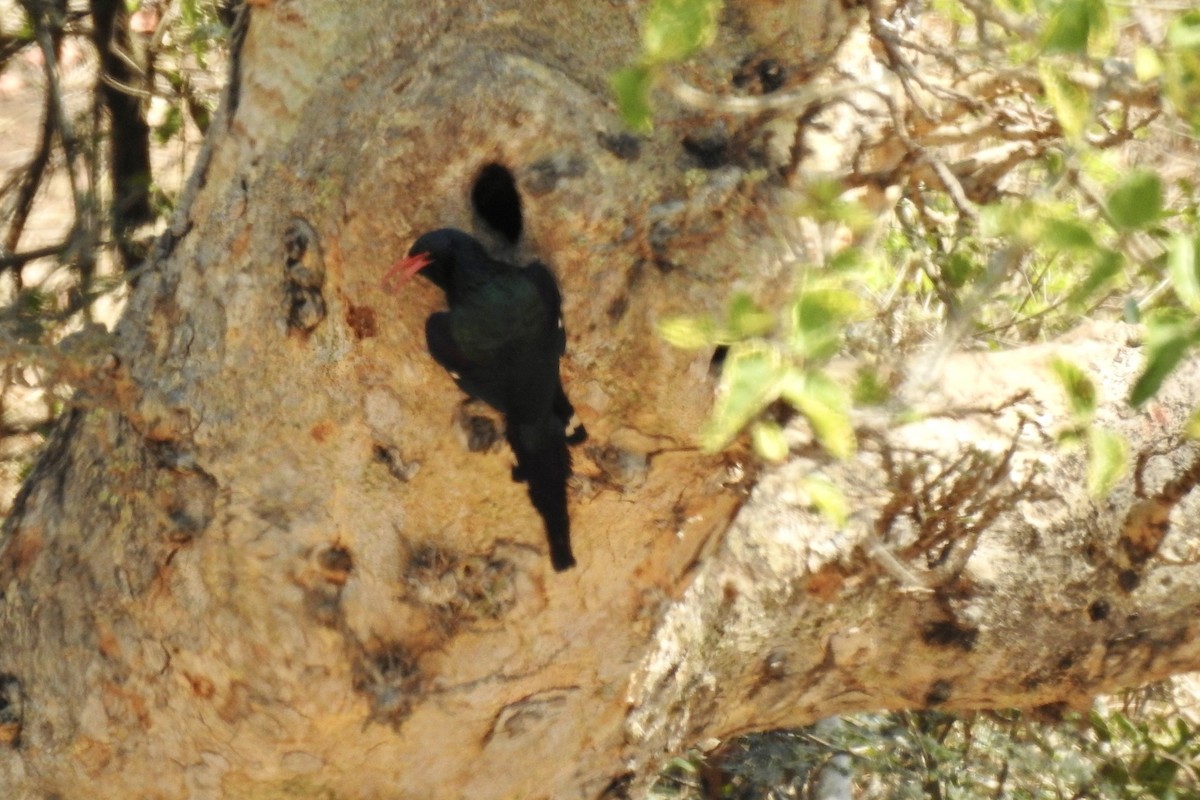 Green Woodhoopoe - ML642982266