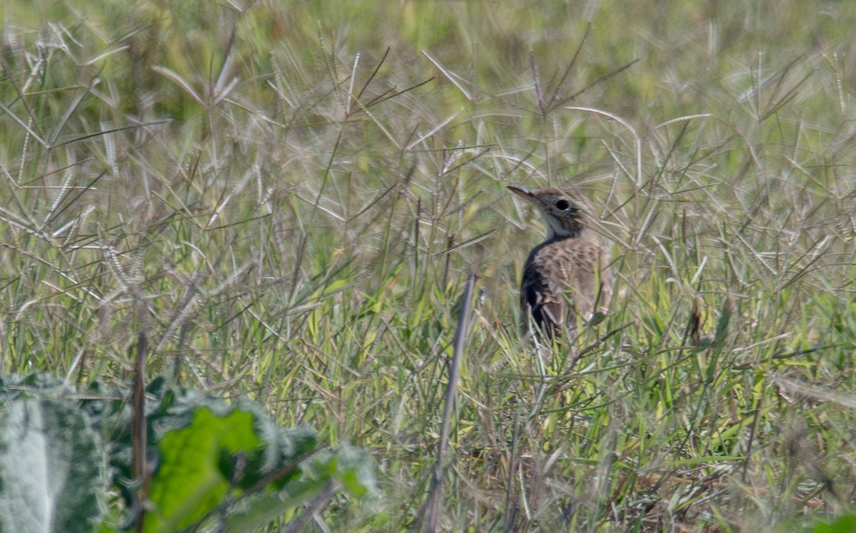 Richard's Pipit - ML642982280