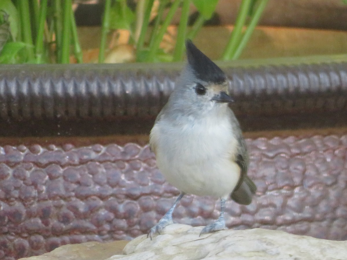 Black-crested Titmouse - ML642982284