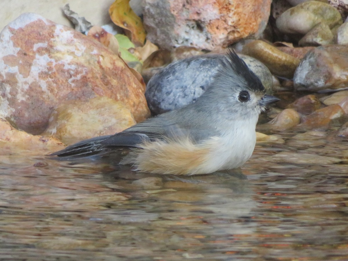 Black-crested Titmouse - ML642982285