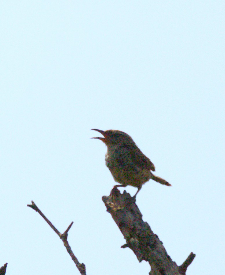 Spotted Wren - ML642982288