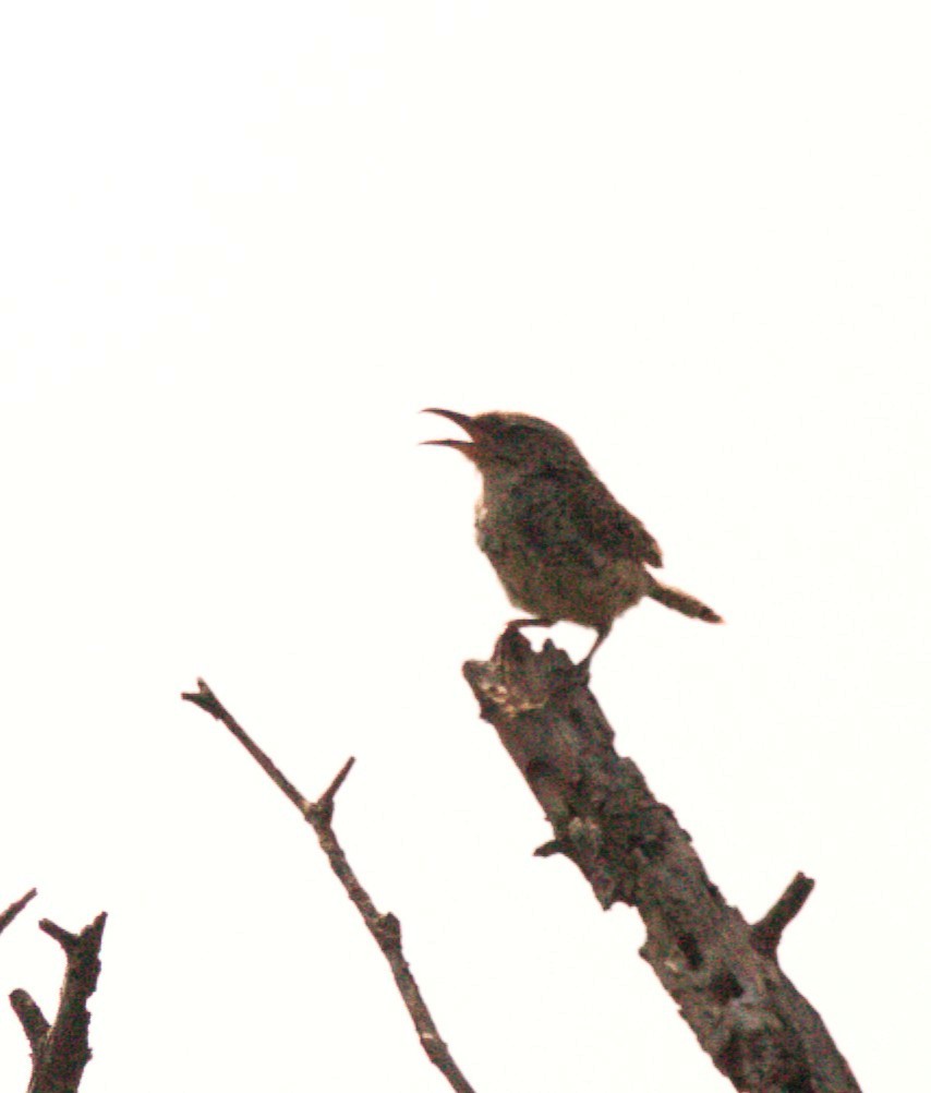 Spotted Wren - ML642982289