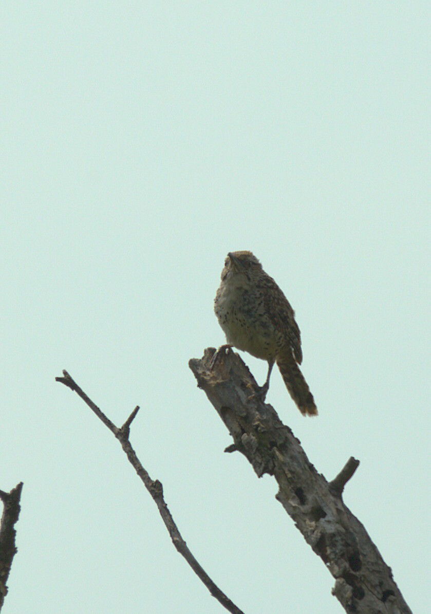 Spotted Wren - ML642982290