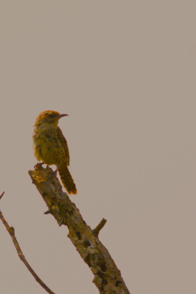 Spotted Wren - ML642982291