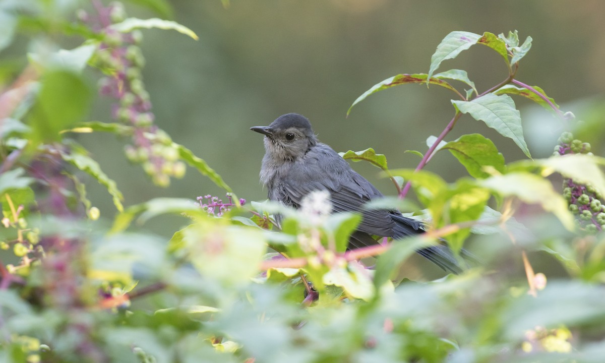 Gray Catbird - ML642982304