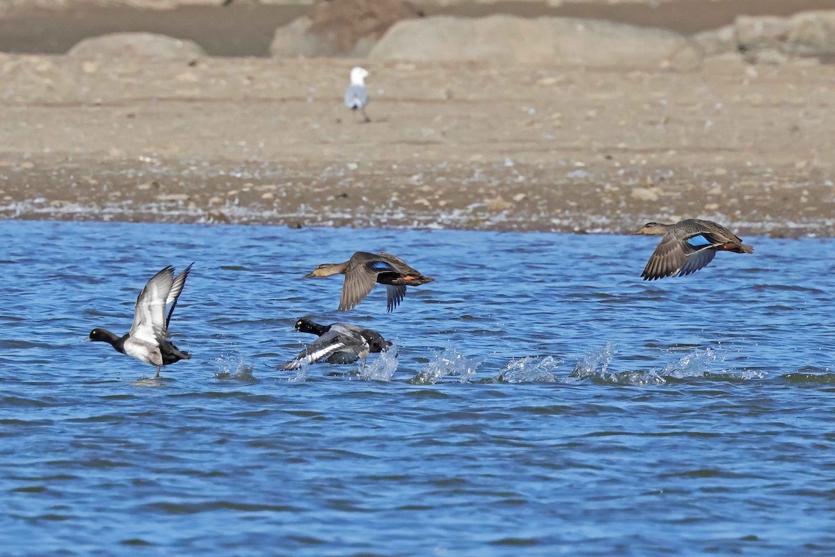 Greater Scaup - ML642982305