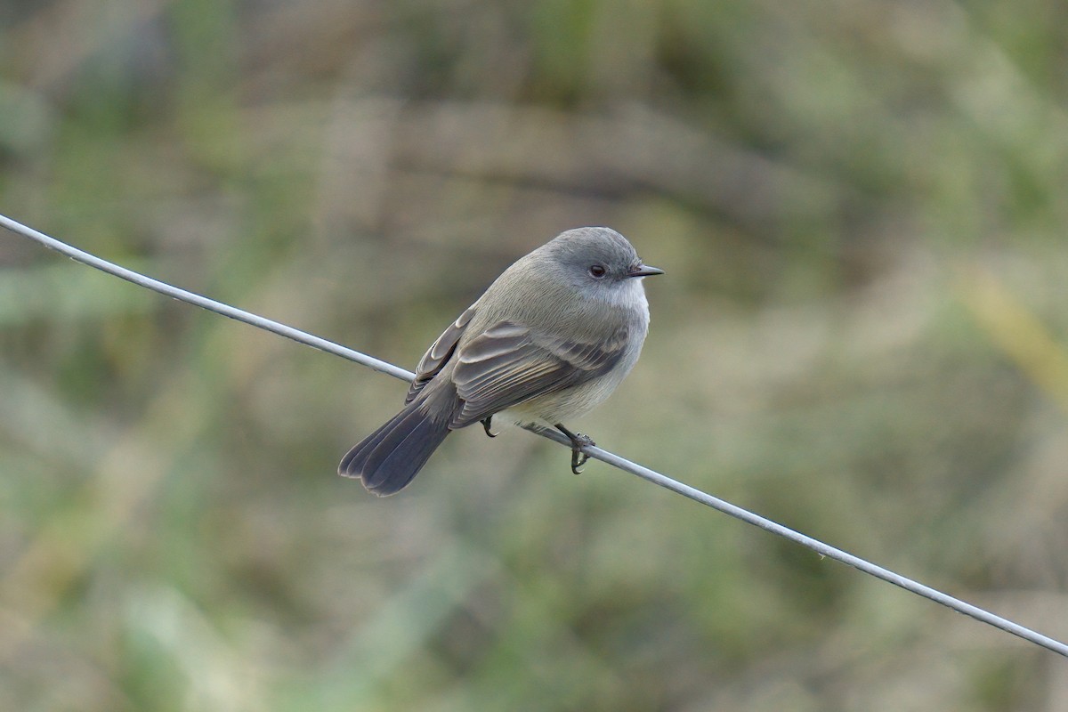 Sooty Tyrannulet - ML642982308
