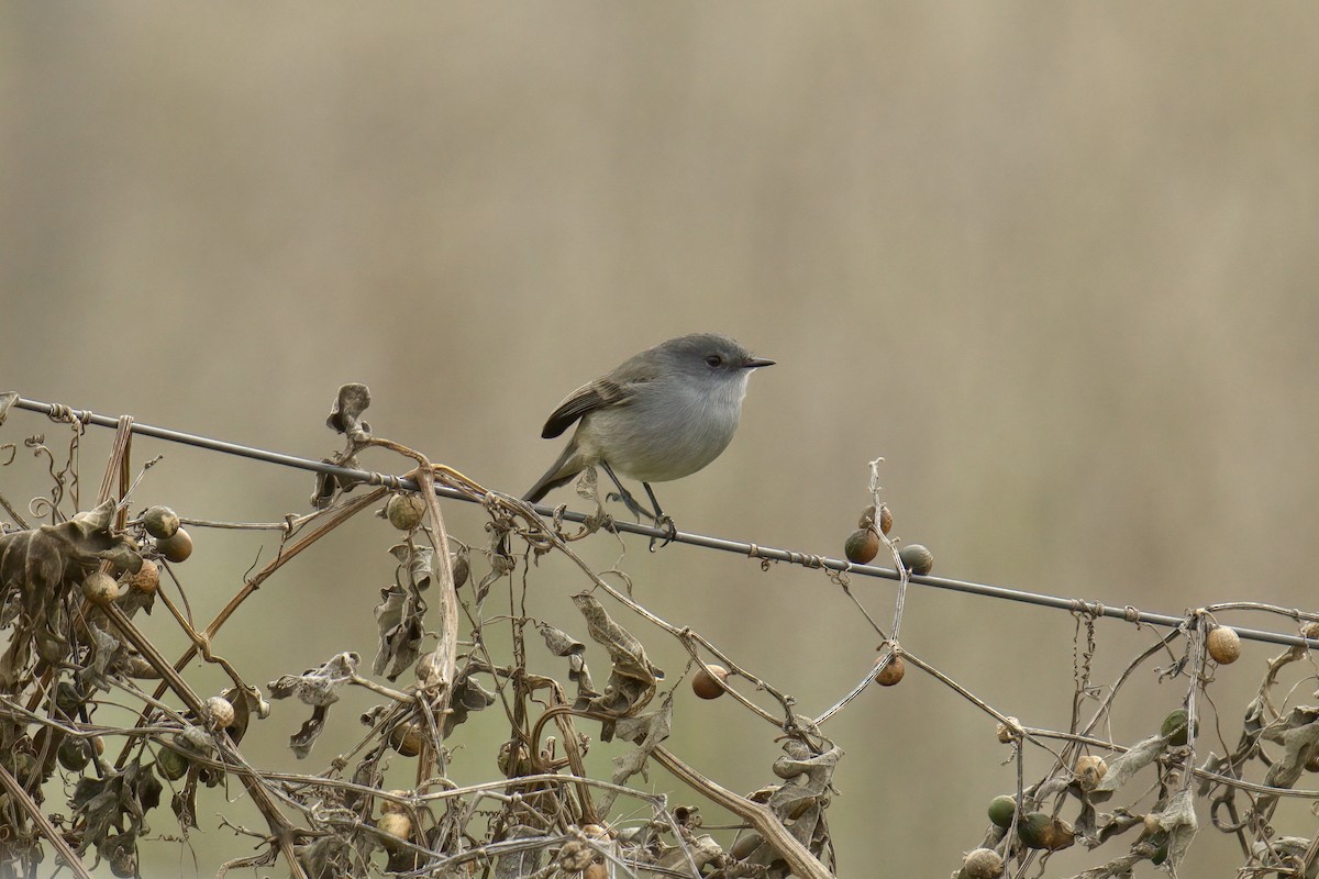 Sooty Tyrannulet - ML642982309